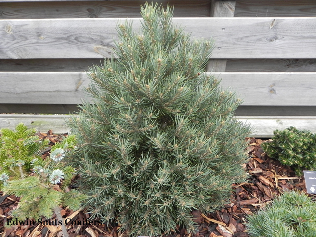 Pinus monophylla 'The Brad'